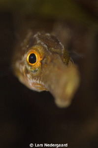 A very curious pipe fish shot while freediving
Nikon D70... by Lars Nedergaard 